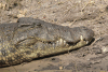 Southern African Crocodile (Crocodylus niloticus cowiei)