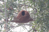 Nest Rufous Hornero