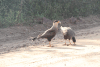 Southern Crested Caracara (Caracara plancus)