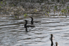 Neotropic Cormorant (Nannopterum brasilianum)