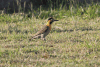 Campo Flicker ssp. campestris (Colaptes campestris campestris)