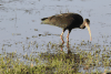 Bare-faced Ibis (Phimosus infuscatus)