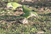 Monk Parakeet (Myiopsitta monachus)