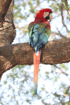 Red-and-green Macaw (Ara chloropterus)