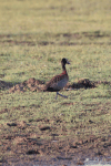 White-faced Whistling Duck (Dendrocygna viduata)