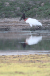 Jabiru (Jabiru mycteria)