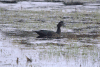 Muscovy Duck (Cairina moschata)