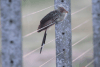 Guira Cuckoo (Guira guira)