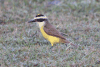 Great Kiskadee (Pitangus sulphuratus)