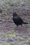 Screaming Cowbird (Molothrus rufoaxillaris)