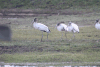 Wood Stork (Mycteria americana)