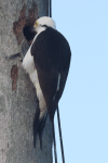 White Woodpecker (Melanerpes candidus)