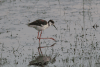 Black-necked Stilt (Himantopus mexicanus)