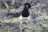 Plush-crested Jay (Cyanocorax chrysops)