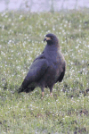 Snail Kite (Rostrhamus sociabilis)