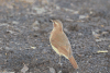 Rufous Hornero (Furnarius rufus)