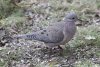 Eared Dove (Zenaida auriculata)