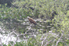 Black-collared Hawk (Busarellus nigricollis)