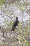 Snail Kite (Rostrhamus sociabilis)