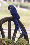 Hyacinth Macaw (Anodorhynchus hyacinthinus)