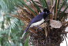 Plush-crested Jay (Cyanocorax chrysops)