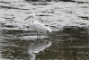 Snowy Egret (Egretta thula)