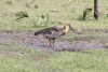 Buff-necked Ibis (Theristicus caudatus)