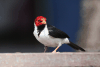 Yellow-billed Cardinal (Paroaria capitata)