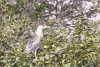 American Black-crowned Night Heron (Nycticorax nycticorax hoactli)