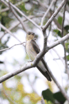 Southern Rough-winged Swallow (Stelgidopteryx ruficollis)