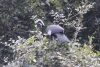 White-throated Piping Guan (Pipile grayi)