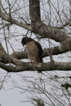 Roadside Hawk (Rupornis magnirostris)