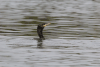 Neotropic Cormorant (Nannopterum brasilianum)