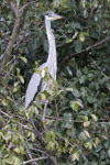 Cocoi Heron (Ardea cocoi)