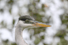 Cocoi Heron (Ardea cocoi)