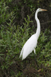 American Great Egret (Ardea alba egretta)