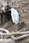 Snowy Egret (Egretta thula)