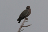 Picazuro Pigeon (Patagioenas picazuro)