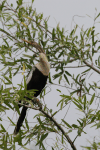 Anhinga (Anhinga anhinga)