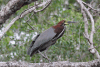 Rufescent Tiger Heron (Tigrisoma lineatum)