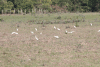 Western Cattle Egret (Bubulcus ibis ibis)