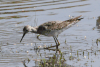 Lesser Yellowlegs (Tringa flavipes)