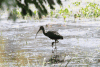 White-faced Ibis (Plegadis chihi)