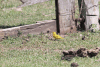 Saffron Finch (Sicalis flaveola)