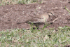 Picui Ground Dove (Columbina picui)