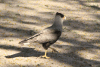 Southern Crested Caracara (Caracara plancus)