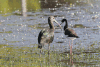 White-faced Ibis (Plegadis chihi)