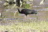 Bare-faced Ibis (Phimosus infuscatus)