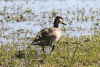 Brazilian Teal (Amazonetta brasiliensis)