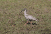 Plumbeous Ibis (Theristicus caerulescens)